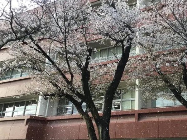 １年生　皆でお花見をしました