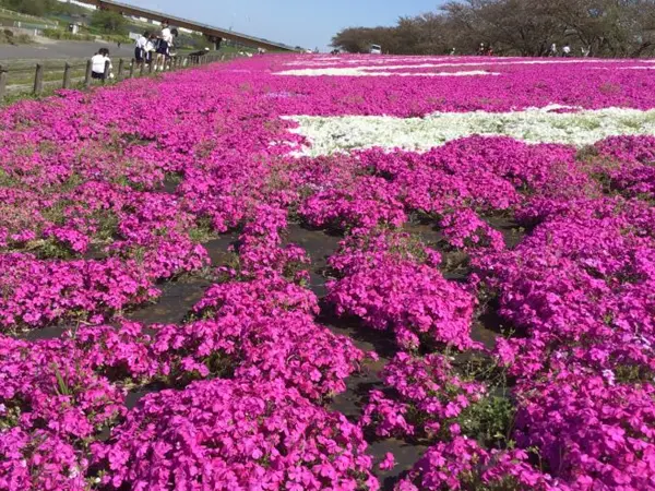 ２年生　芝桜の観察に行きました