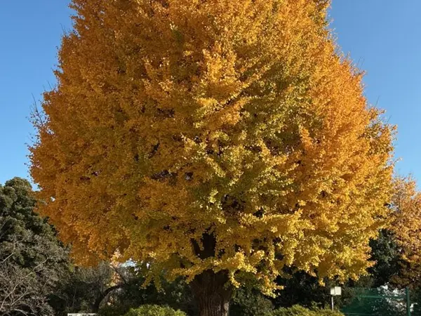 校庭の大銀杏がきれいに紅葉しました